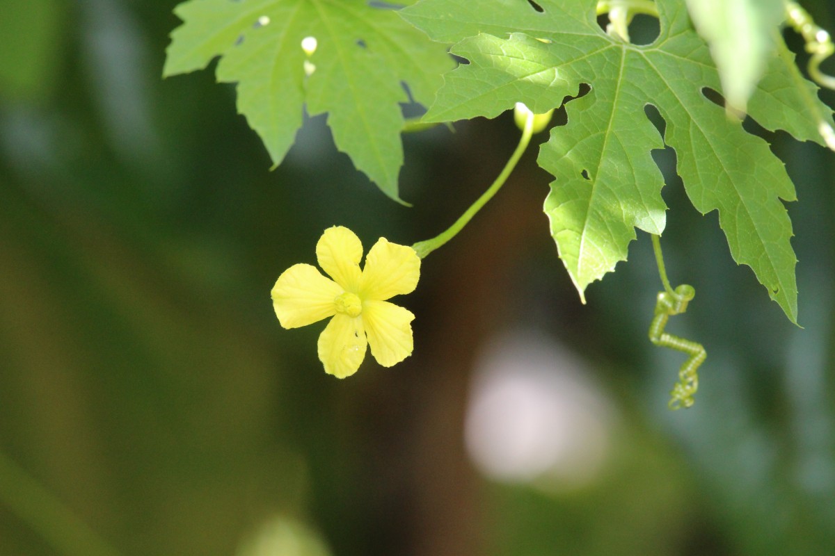 Momordica charantia L.